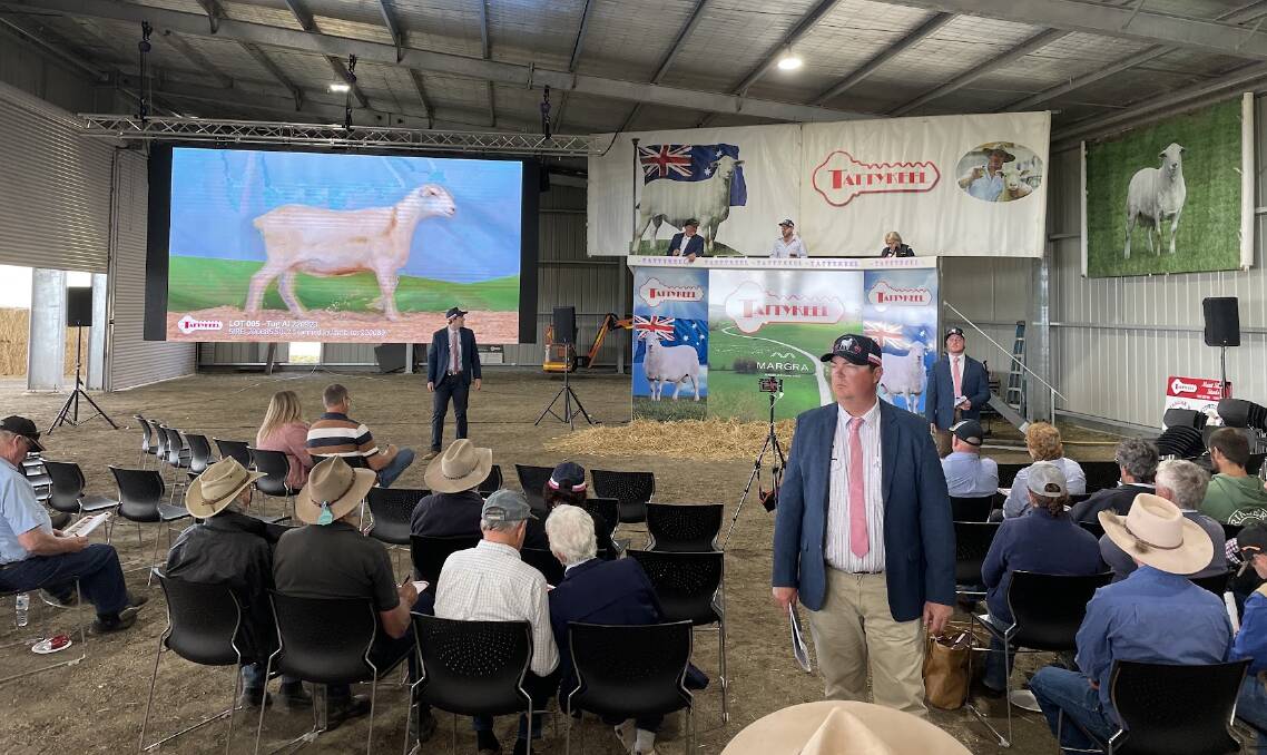 Demand for Australian White stud rams was solid at the Tattykeel sale, Oberon with a top price of $54,000. Picture by Rebecca Nadge.
