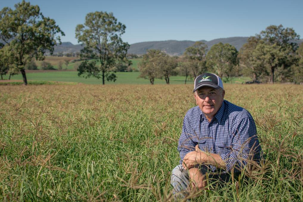 Scone agronomist Ross Watson in a paddock of subtropical pasture near Scone, said widespread rain between 40mm to 120mm was the biggest fall for 12 months and had turned around one of the top 10 per cent worst years in the Upper Hunter. Picture supplied by Ross Watson