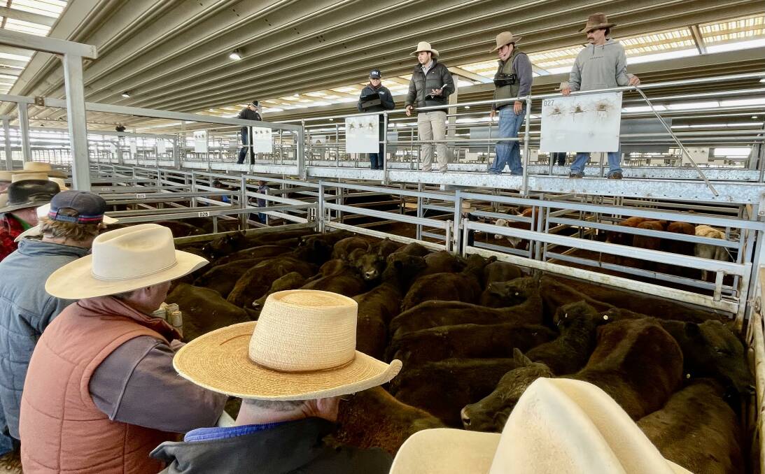Ian Morgan Livestock co-principal Ben Goodman (second from right) takes the bids on 26 Angus steers, offered Northcott Family Trust, Tamworth. The 430kg steers made 536c/kg and returned $2306 a head.