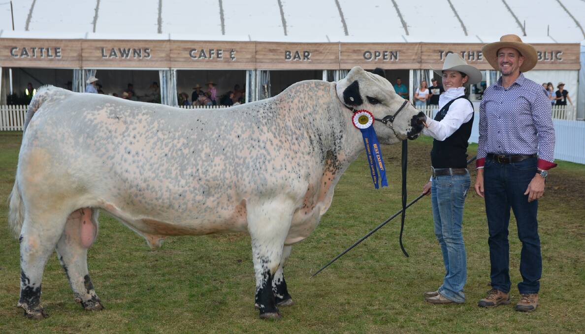 Senior, grand champion and best exhibit Speckle Park bull, Blue Spark Strikes Twice S12, paraded by Rachel Wheeler with the exhibitor Damien Sotter, Blue Spark, Bathurst. Pictures by Simon Chamberlain