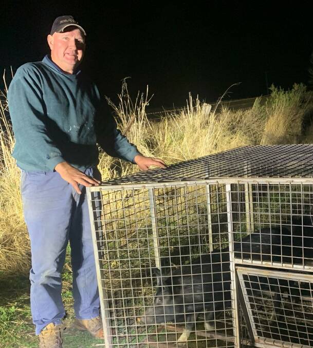 Inverell-based pig trapper, Graeme Crisp with two candidates for the chiller box.