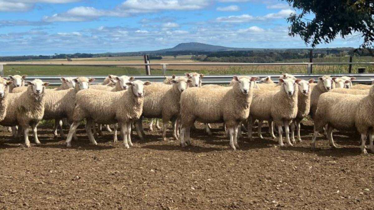 200 July 2021 drop composite NSM ewes from Tarrington Homestead, Tarrington, sold for $206 as part of the Cloven Hills online annual ewe sale. Photo: Supplied 