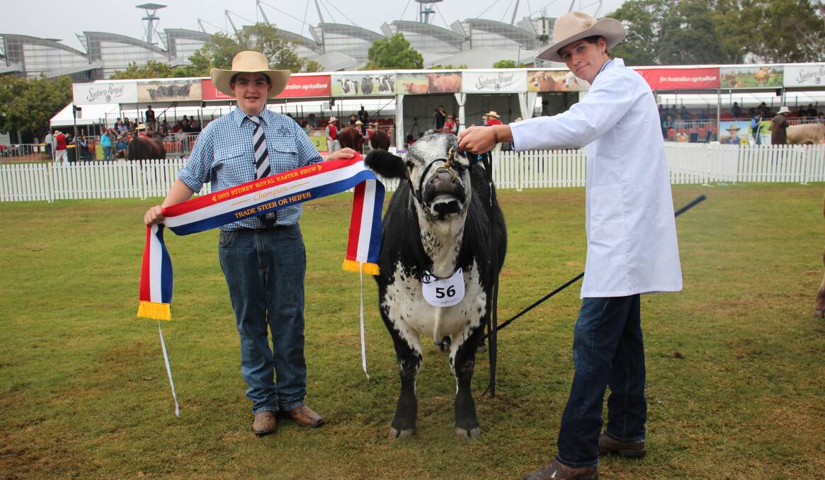 Max Humphries and Rhys Robinson from St Stanislaus College, Bathurst, with the champion trade steer and heifer. Photo by Alexandra Bernard