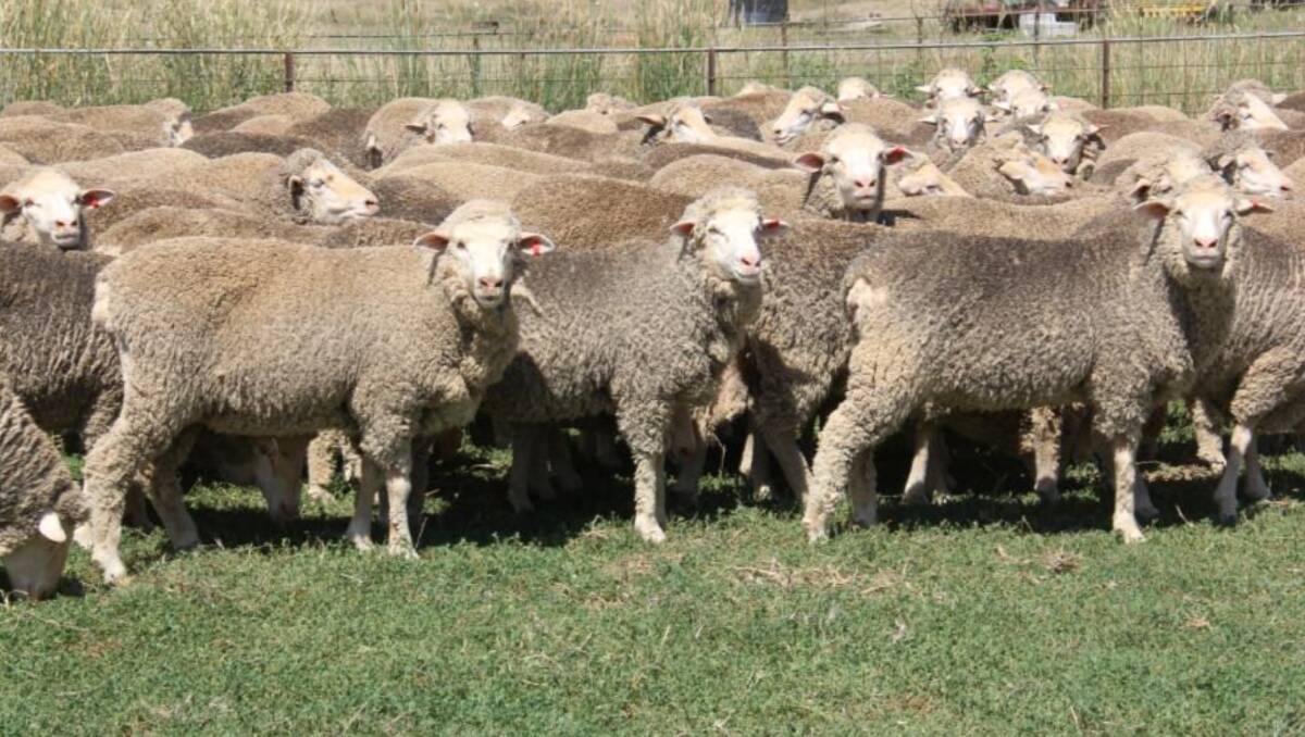 Garabray Pty Ltd, Greenethorpe, sold 270 2022-drop June-shorn NSM Merino ewes with Bogo blood for $172. Picture supplied.
