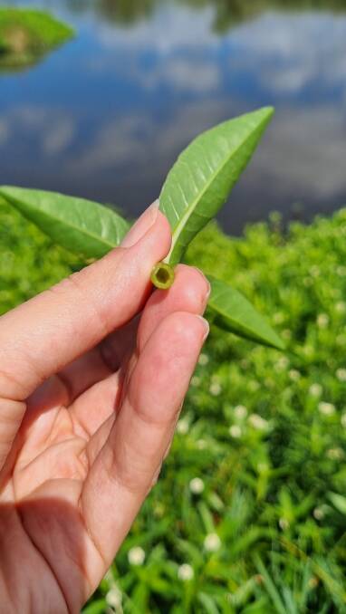 Hollow stems are a key identifier of alligator weed. Picture by Alicia Kaylock, LLS.