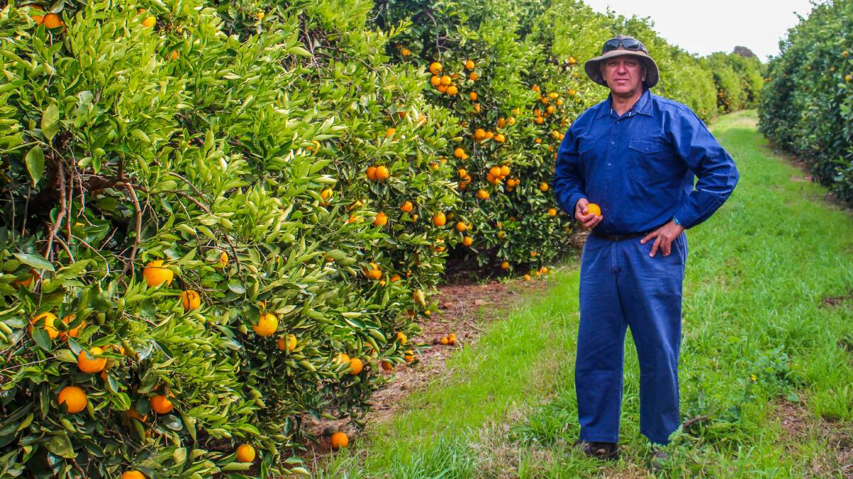 Griffith citrus grower Joe D'Aquino doesn't understand how he's going to manage keeping track of where and when his workers are doing their jobs. 
