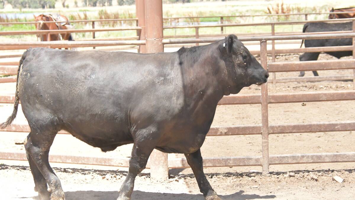 A Sisters Pastoral Company steer which had an MSA index of 66.53. Photo: Brett Tindal