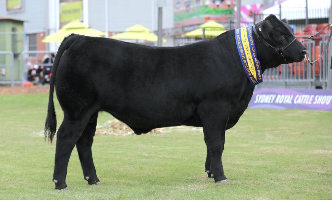 The Speckle Park steer from Matthew and Shannon Sowden which won reserve champion lightweight in the hoof class and won the same accolade and a gold medal on the hook. It was a part of the winning Speckle Park team for the Stan Hill Memorial Trophy. Photo supplied. 