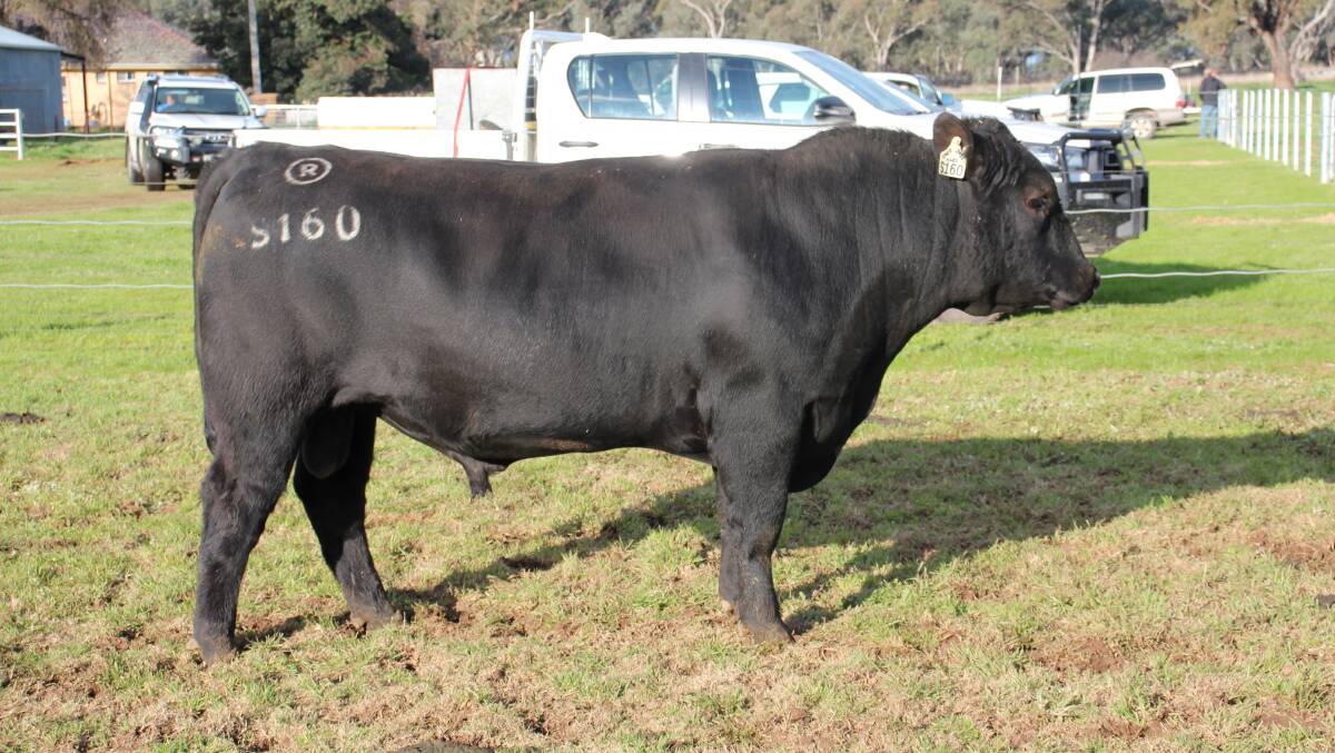 The top priced bull was sold for $65,000 at Rennylea Angus, Culcairn.
