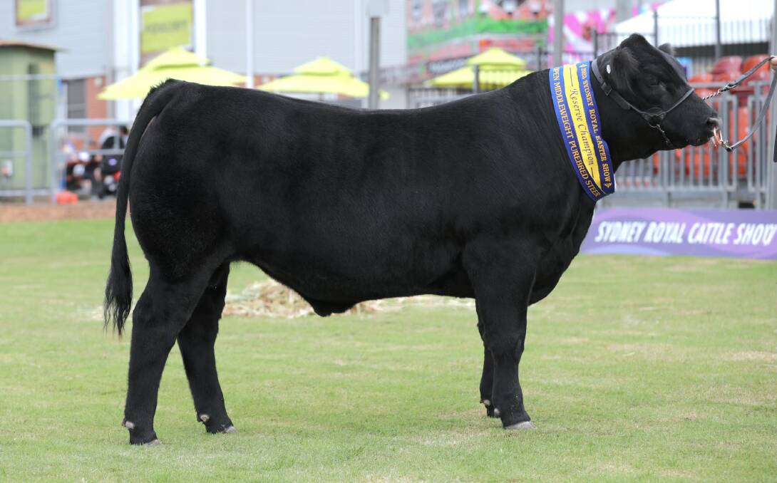 The grand champion Speckle Park steer in the Speckle Park international promoted steer classes. The steer also finished reserve champion middleweight steer in the open steer competition. Photo supplied. 
