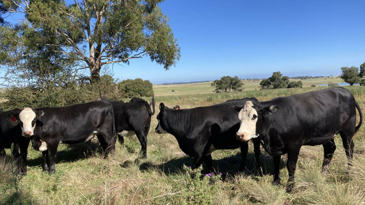 The sisters of the steers in the trial. Picture supplied.