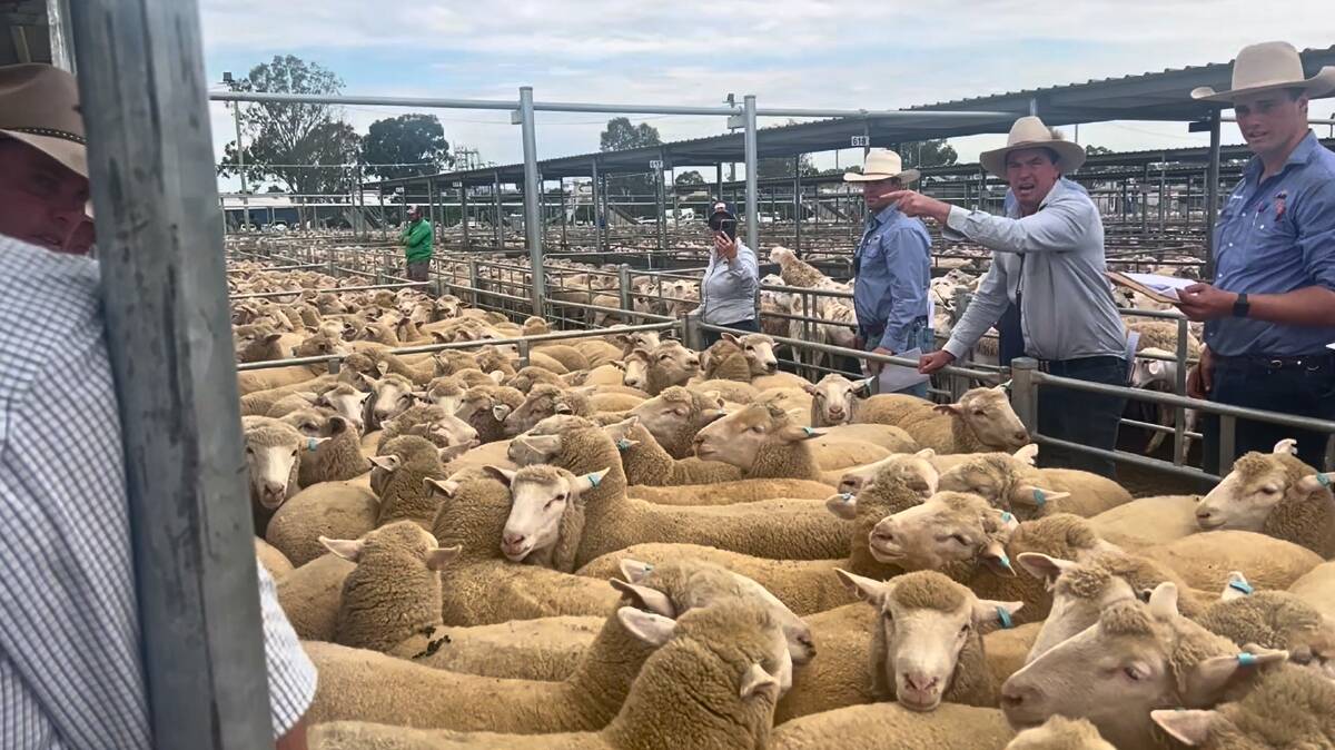 James Tierney, RLA, selling the top-priced pen of lambs at Wagga for $270 a head. Photo supplied.