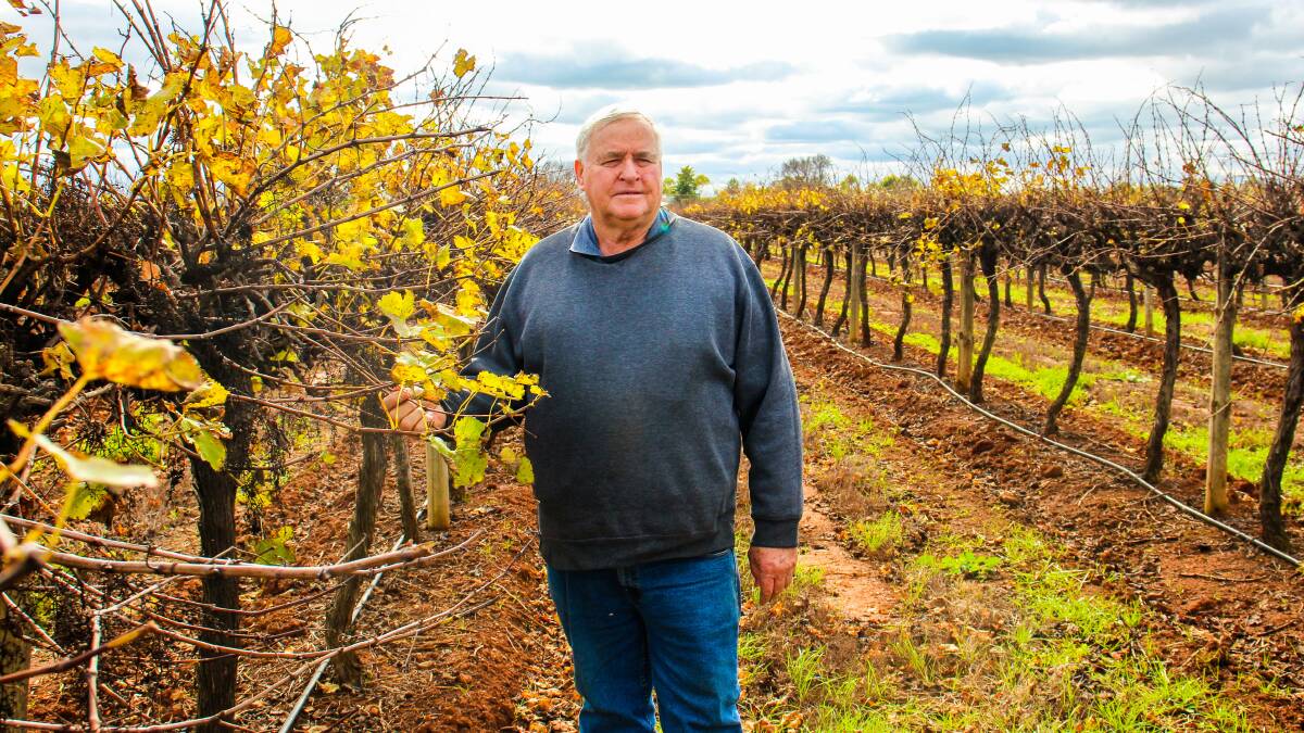 Griffith wine grape grower Bruno Brombal said next season is looking disastrous for growers.