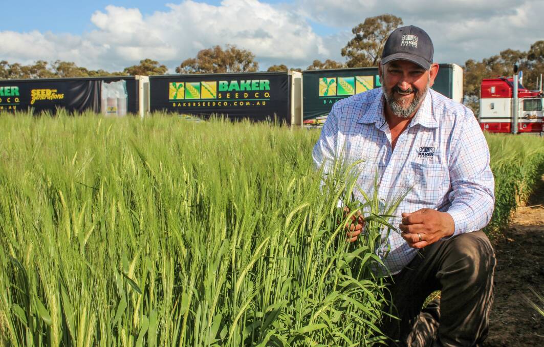 Baker Seed Co sales and business development manager, Aaron Giason, in the new Neo barley variety. Photo by Alexandra Bernard.
