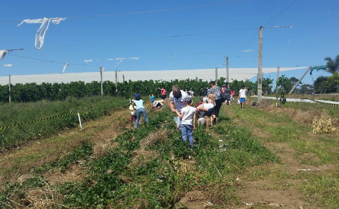 Strawberry picking at Bilpin Fruit Bowl where the business might welcome hundreds of people in a day.