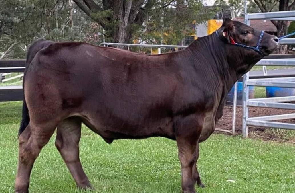 The grand champion carcase was awarded to a Limousin steer, exhibited by Mystic Ridge Limousins, Freemans Reach, and bred by Starrs Limousins, Bowning. Picture supplied.