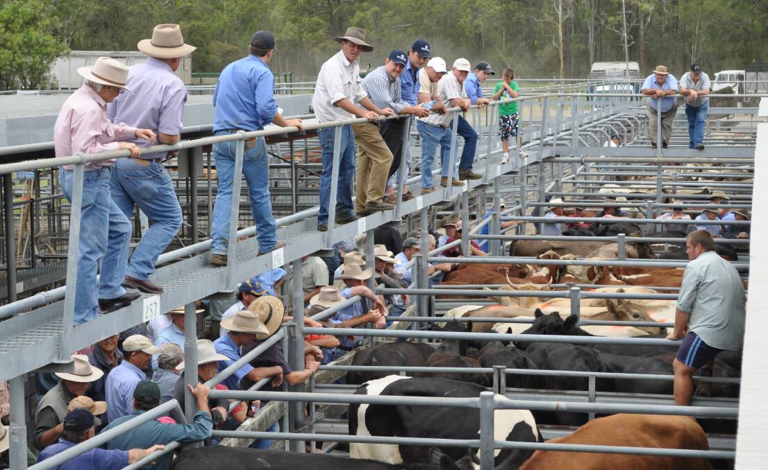 There was good competition for all pens at Maitland where the market held firm overall. File photo. 