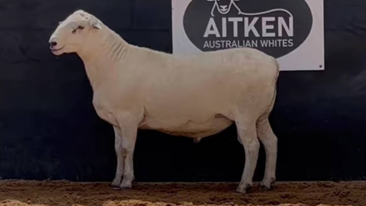 The top-priced ram in the Aitken Australian Whites online sale sold for $6700. Photo supplied.