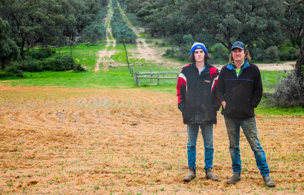 Tom and Brett Dunn have had to resow after losing 200 acres of field peas to feral pigs.