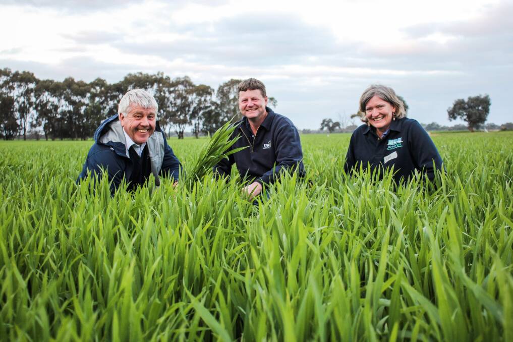 Nick Poole and Ben Morris, FAR Australia, with Riverine Plains project officer Kate Coffey at one of the hyper yielding crop trial farmer sites, Bundalong South, Vic. Photo by Alexandra Bernard.