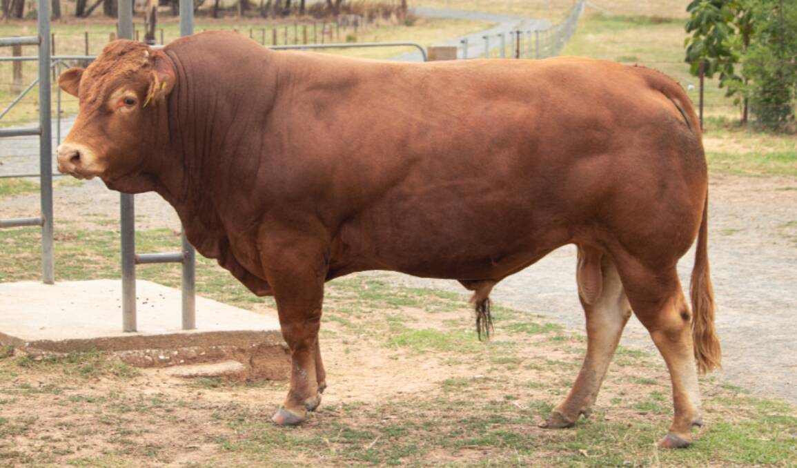 Top priced bull Le Martres Rohan sold for $8000 last Friday. Photo: supplied