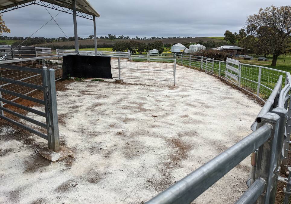 Rodney Watt, Felix Rams, Greenethorpe, has also been spreading hydrated lime in his yards before bringing the sheep through. Photo: Supplied