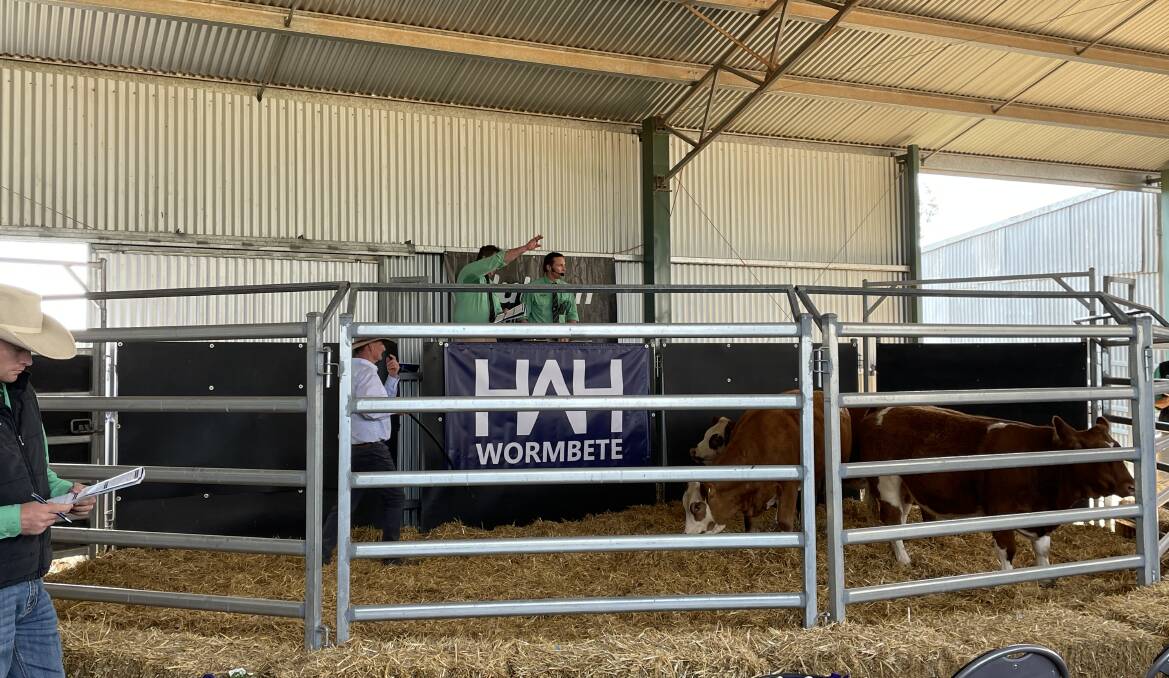 The last three heifers of the day being sold, including the top-priced Wormbete Kate S86 for $8000, at Wormbete Simmentals, Illabo, on Wednesday.