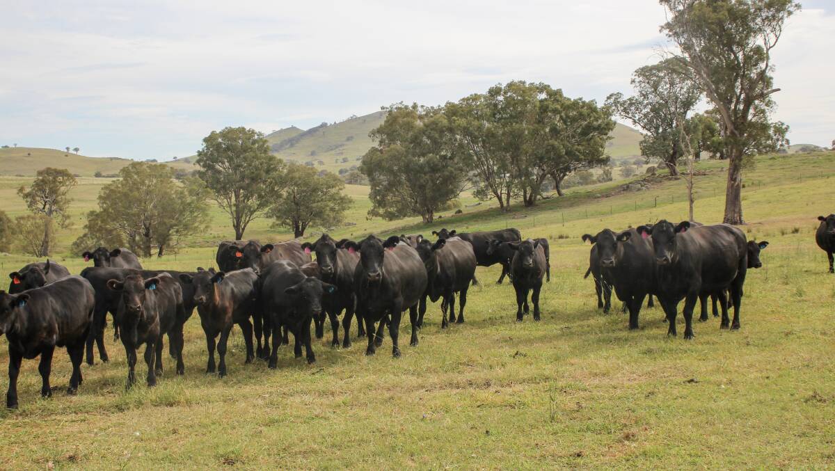 The Turnbull's have a self replacing herd of all Angus breeders. Picture by Alexandra Bernard. 