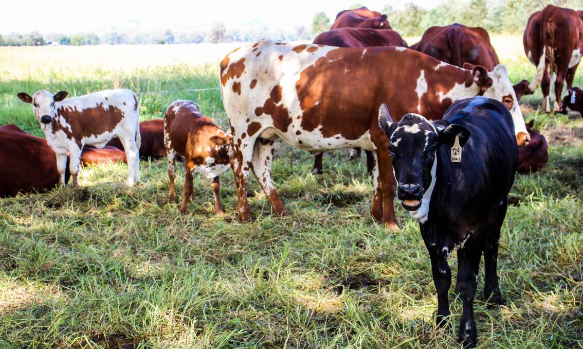 First-cross Nguni calves at Wolki Farms. 