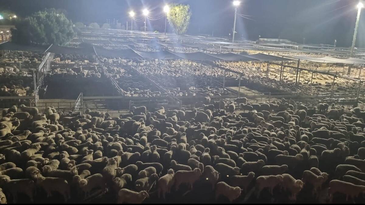 Calm before the storm at the Wagga sheep and lamb sale held last Thursday where a record number were sold. Photo: Jai Perkins