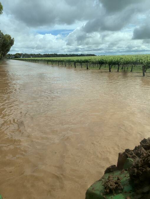 Grower Dean Calabria's vines flooded last week. The water has since drained off and his vines will survive but others in the area have not been as lucky. Photo: Supplied