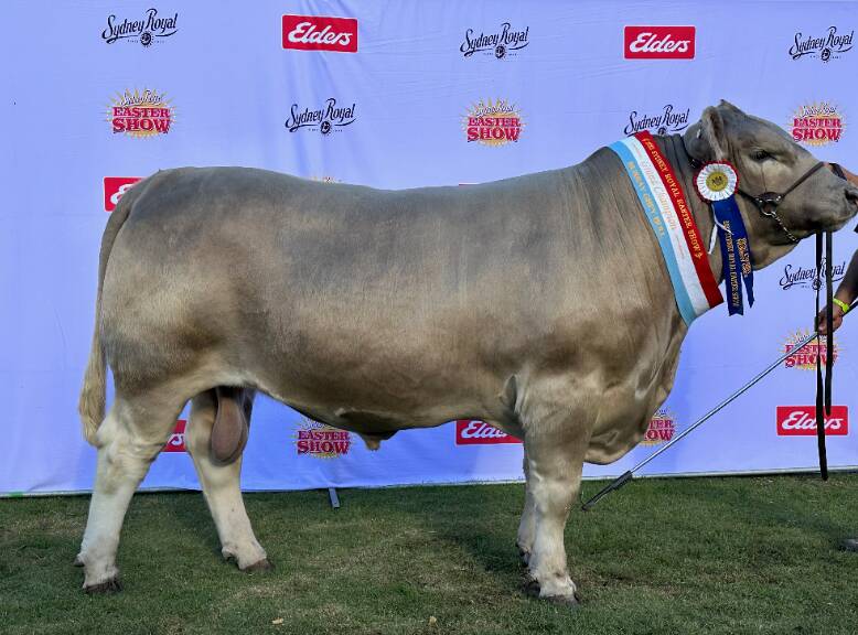 The top priced bull Maefair Sommerville S22, from vendors Guy and Emily Burnett, Maefair Murray Greys, Marrar, sold for $10,500. Photo supplied.