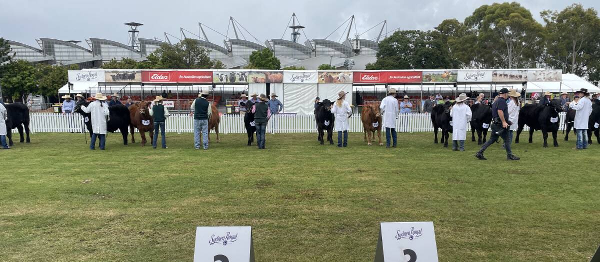 The purebred steer classes being conducted at Sydney Royal. The champion carcase was awarded to a Limousin exhibited by W Davis and J Davis Livestock, Goolgowi, and bred by Kathy Curran, Deepfields Limousins, Catherine Field.