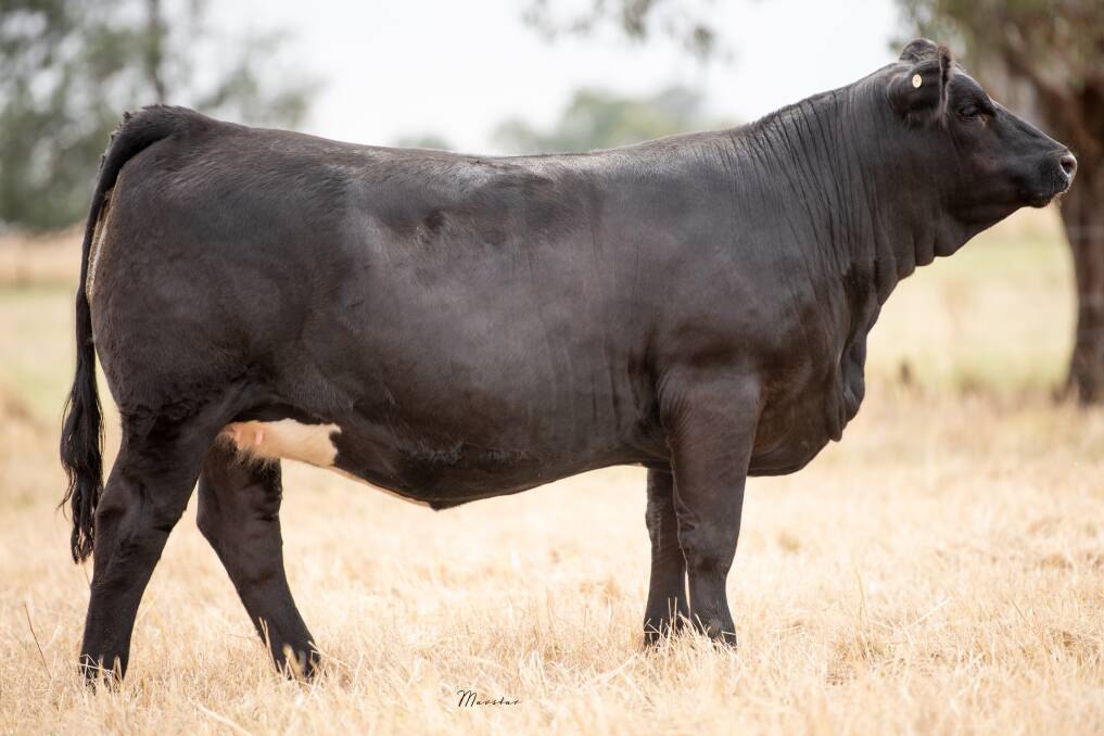 The top priced heifer St Paul's Riddler M412 Pear S434 sold for $11,000 to Double K Simmental, Sugarloaf, Qld. 