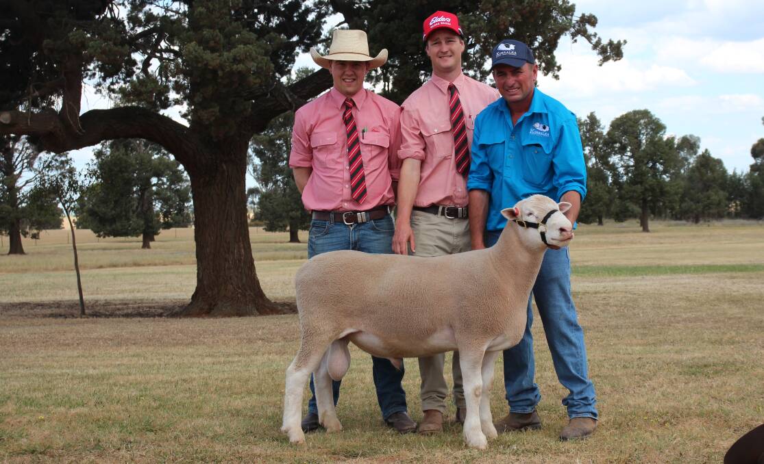 Jacob Kerrisk and Mitch Widdows, Elders, and Ben Prentice, Kurralea Studs, with the equal top-priced ram, 223-22, sold for $5250. Photo by Alexandra Bernard.