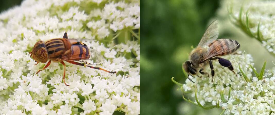 The golden native drone fly (Eristalinus punctulatus) and the European honey bee in hybrid carrot fields grown for seed production at Griffith. Photo supplied.