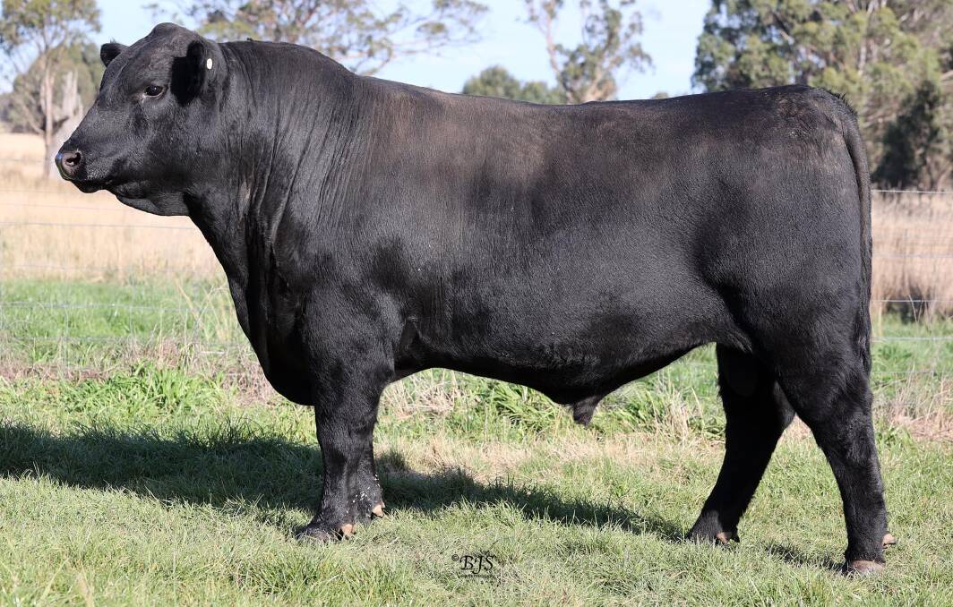 The top-priced bull at the Winter All Breeds sale JTR Cattle Co Ashland N03 S14, sold for $10,000 to Brad and Lauren Croker, Taralga. Picture supplied.