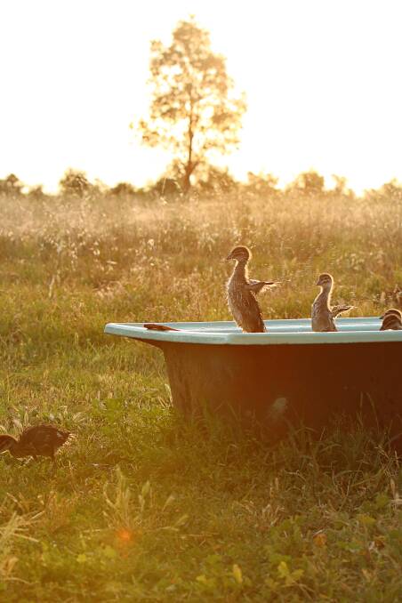 Ducks in the afternoon sun - a favourite time of day for Caroline Cattle. Photo: Caroline Cattle 