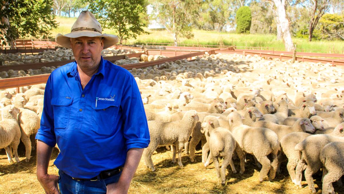 Vendors from across the district sold a total of 16,500 lambs. Photos: Alexandra Bernard