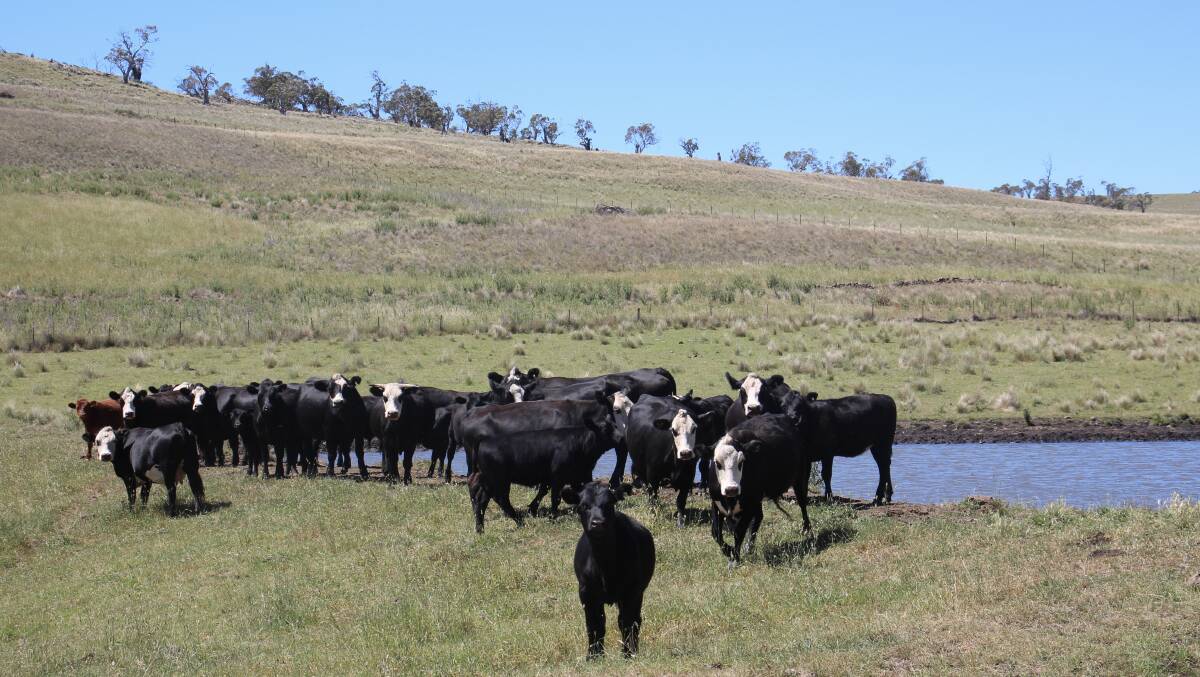 Mr Garnock said he is transitioning to a full black baldy herd. Picture by Alexandra Bernard.