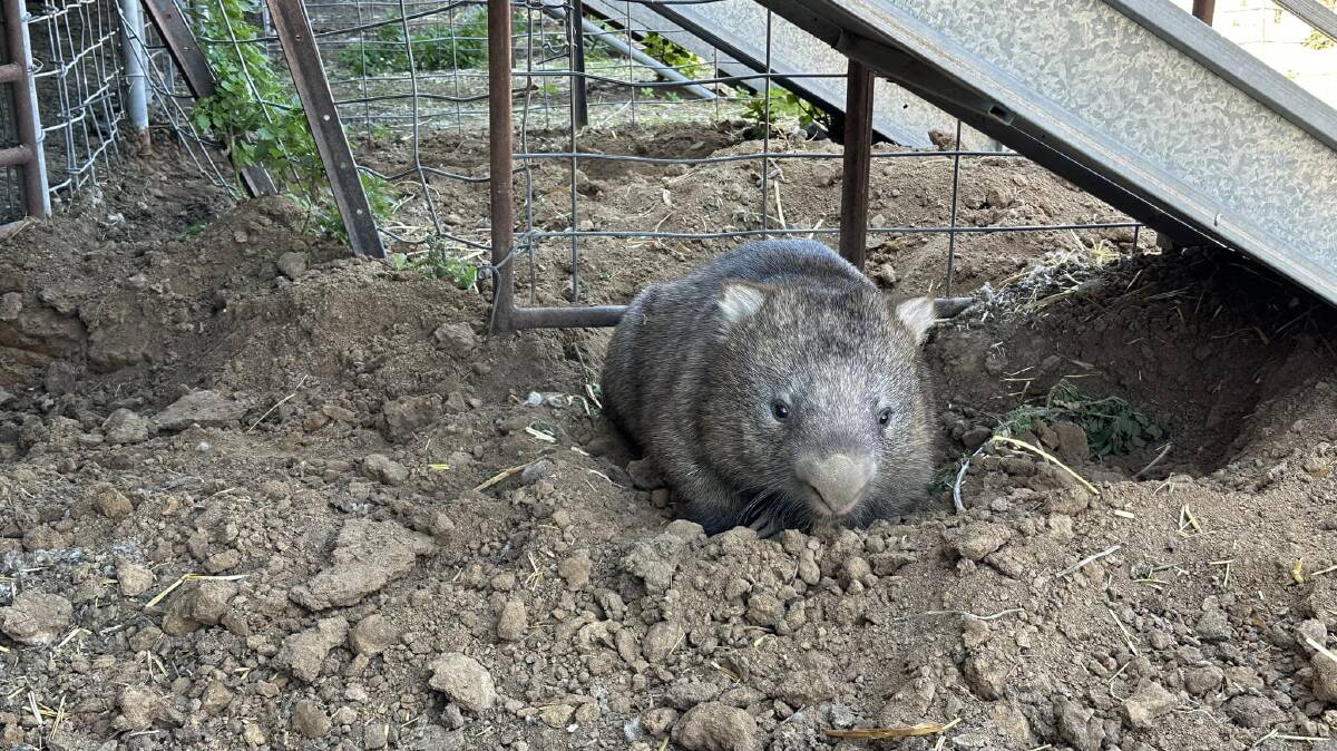 A wombat was recently spotted on the property Bowen, seven kilometres west of Hay. Photo supplied. 