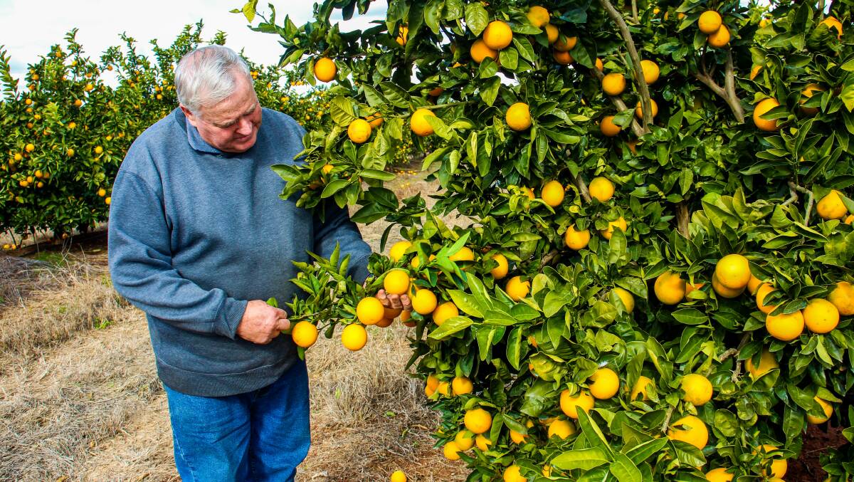 Griffith wine grape grower Bruno Brombal has also added citrus and prunes to diversify his farm and keep it afloat during tough times in the wine industry