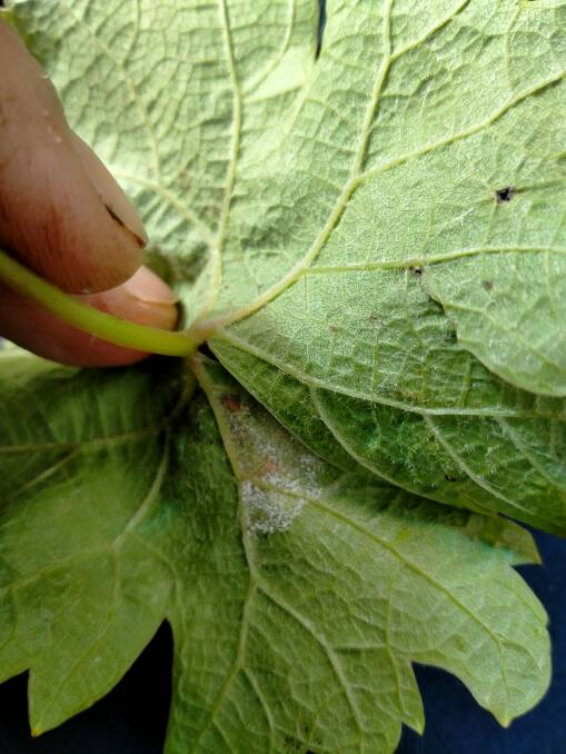 Downy mildew has started to be a problem for some growers. Photo: Supplied.