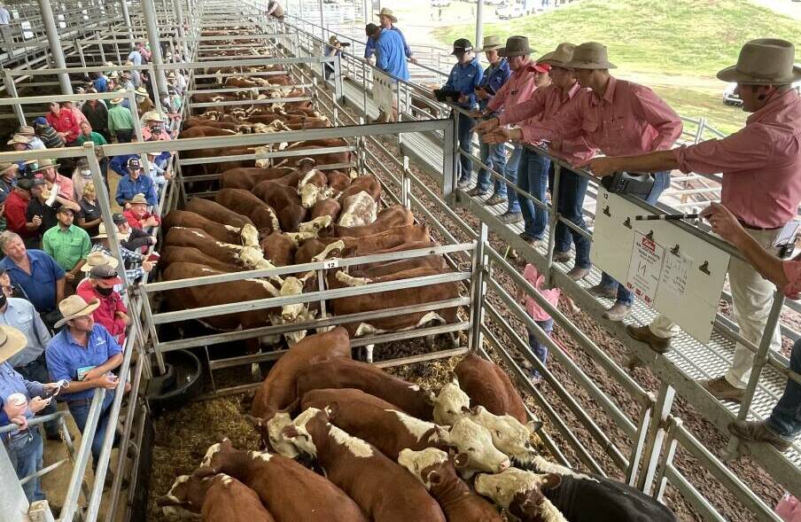 About 2000 cattle were yarded at Wodonga where cows with calves sold to $1900. File photo. 