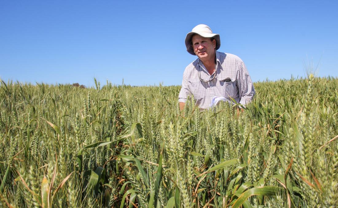 Peter Matthews, NSW DPI, with Tracer, one of several new wheat varieties for 2024. Photo by Alexandra Bernard.