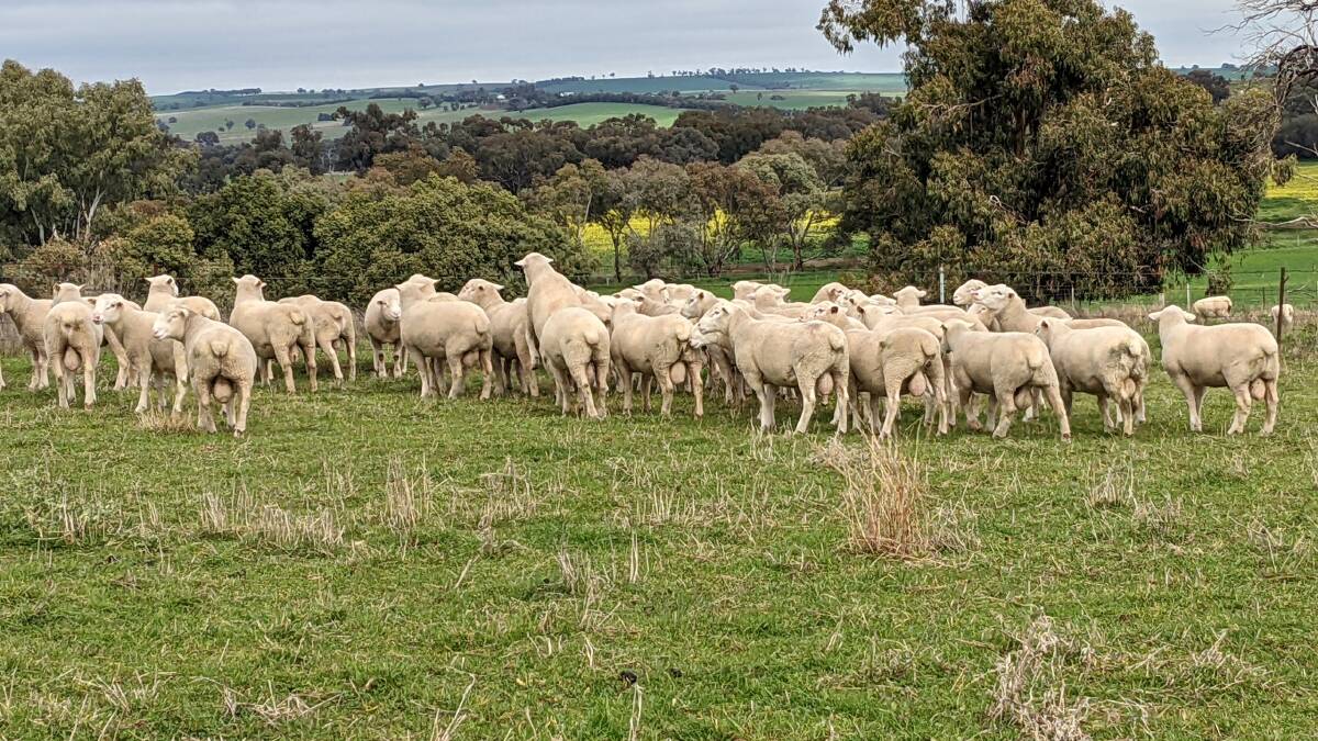 For Rodney Watt from Felix Rams, Greenethorpe, running his rams on short pasture has helped to minimise foot abscess. Photo: Supplied