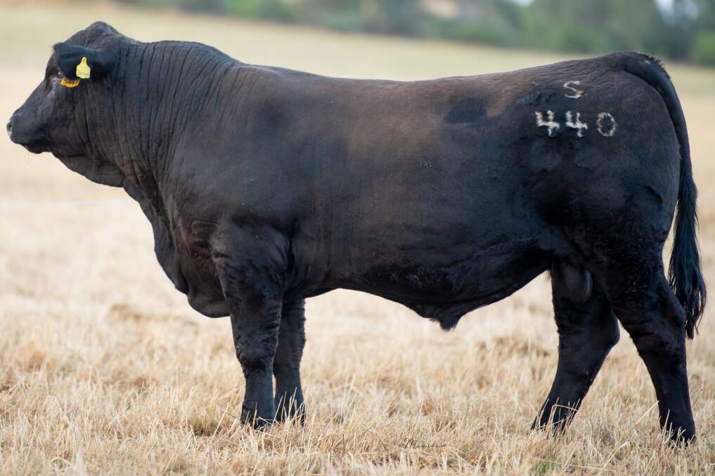 The top priced bull at St Pauls Genetics online sale St Paul's Story Time S440 sold for $10,500 to Adam Black, Dunkeld, Qld. Photos supplied.