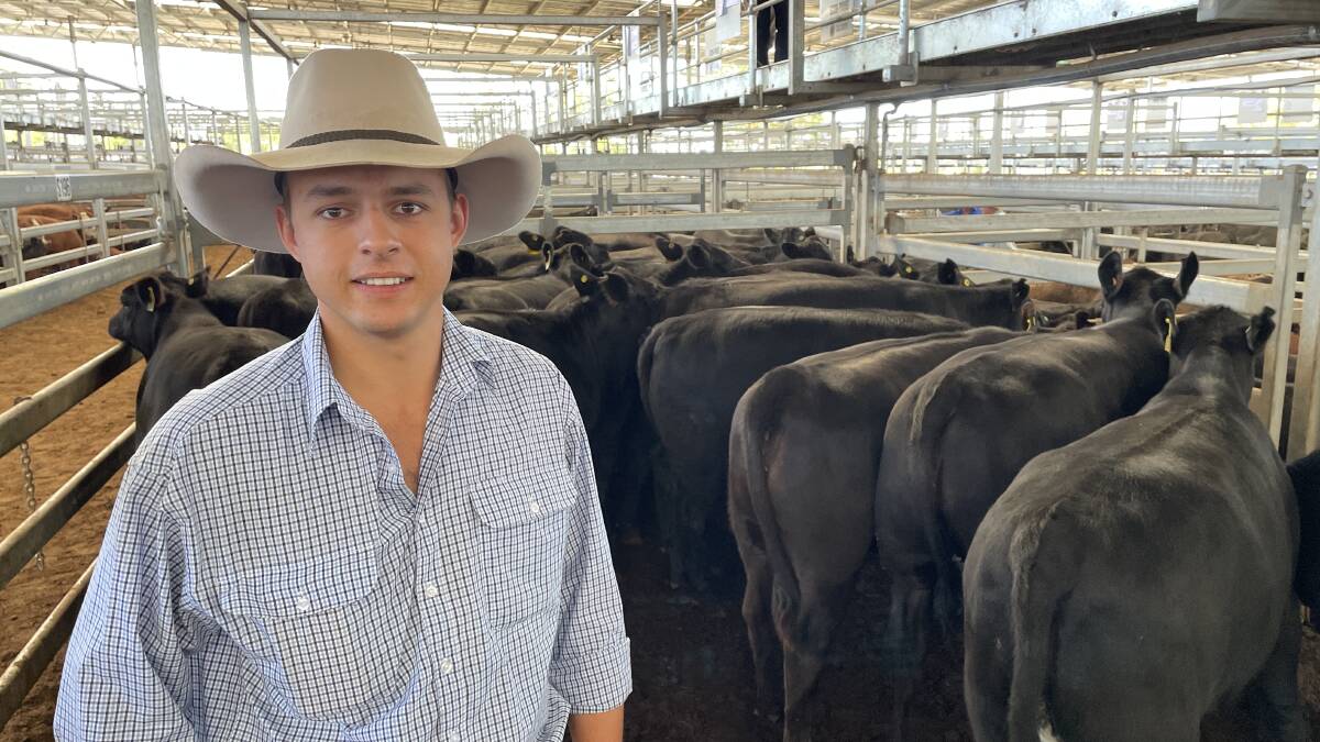 Ernie Charters, Hilltop, Bingara, with a pen of Ultrablack heifers, part of a consignment offered by his family at Inverell last Thursday. Picture by Simon Chamberlain. 