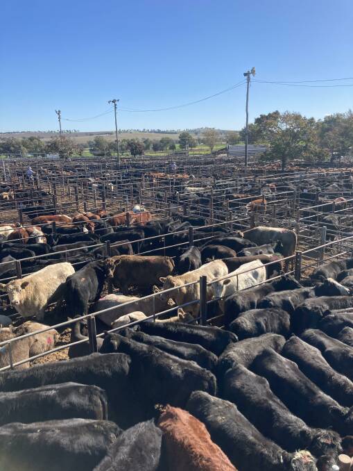 The Wagga Wagga prime cattle sale on Monday where 3200 cattle were yarded.