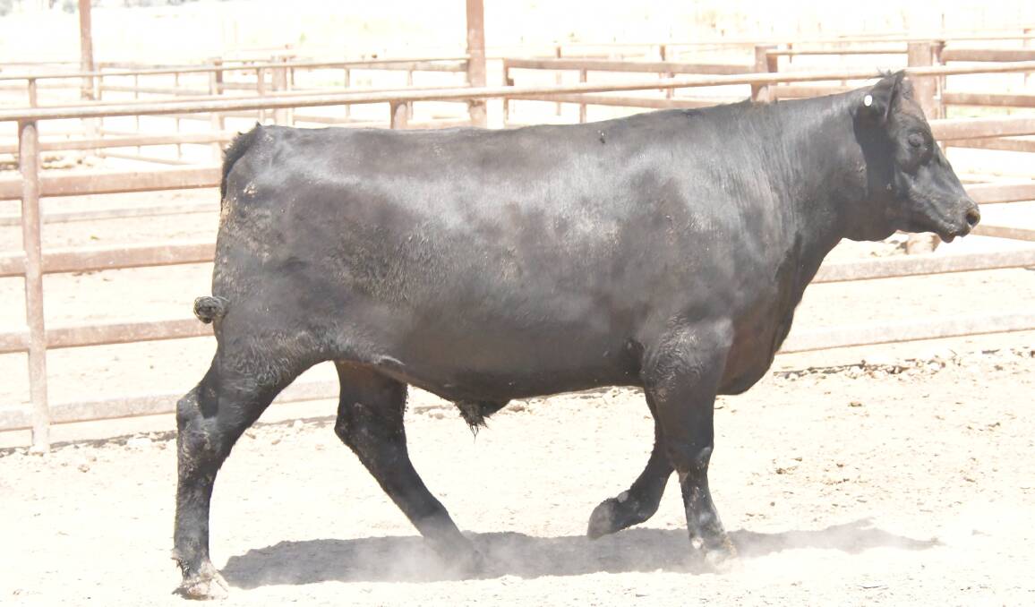 A Mackinnon Pastoral steer which had an MSA Index of 63.14. Photo: Brett Tindal